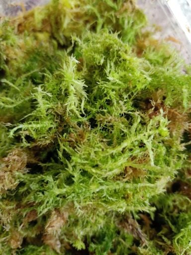 Sphagnum Yosunu